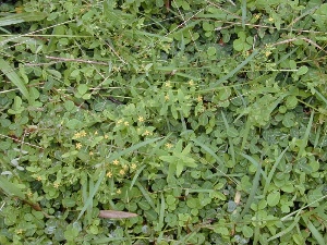 Hypericum mutilum