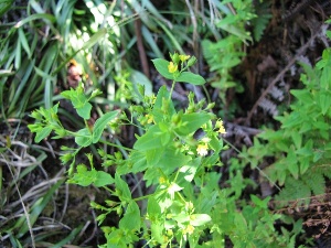 Hypericum mutilum