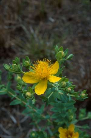 Hypericum myrtifolium