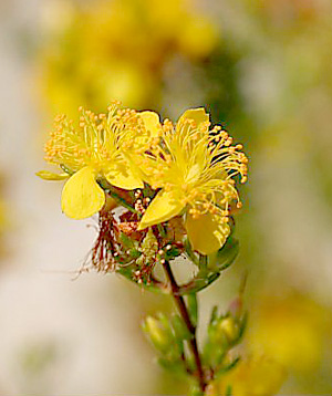 Hypericum reductum