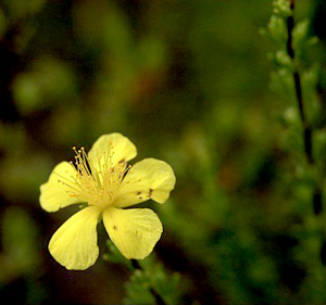 Hypericum reductum