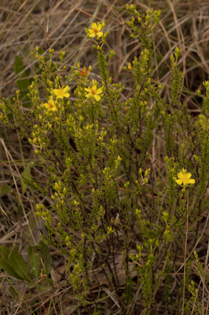 Hypericum reductum