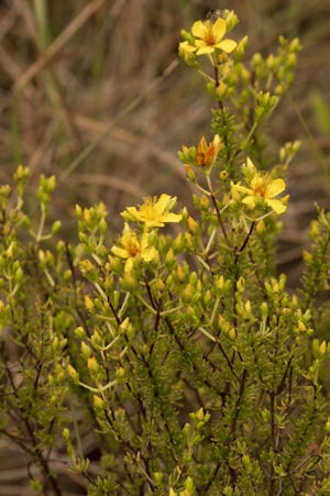 Hypericum reductum