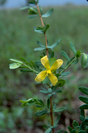 Hypericum tetrapetalum