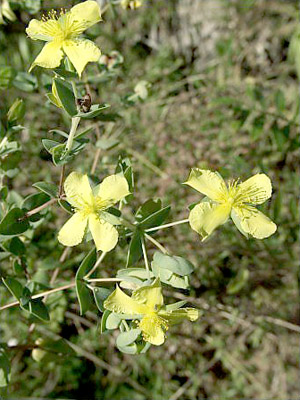 Hypericum tetrapetalum