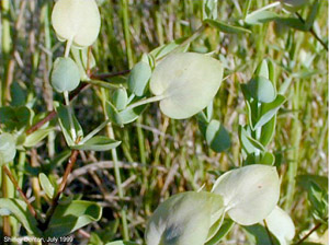 Hypericum tetrapetalum