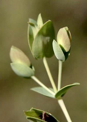 Hypericum tetrapetalum