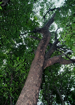 Hypelate trifoliata