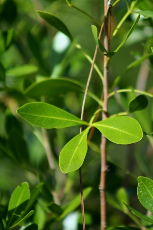 Hypelate trifoliata