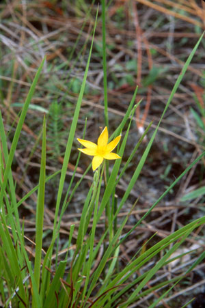 Hypoxis juncea