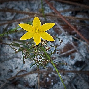 Hypoxis juncea