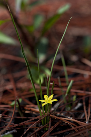 Hypoxis juncea