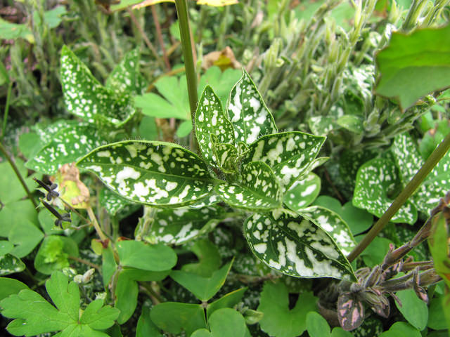 Hypoestes phyllostachya