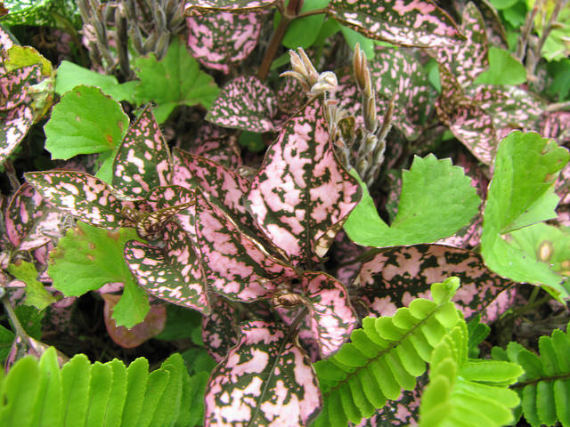 Hypoestes phyllostachya