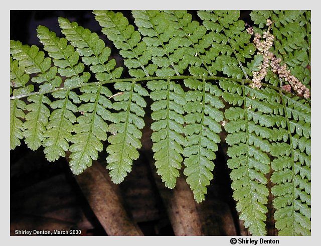 Hypolepis repens