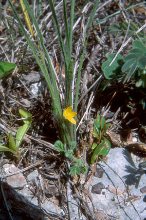 Hypoxis wrightii