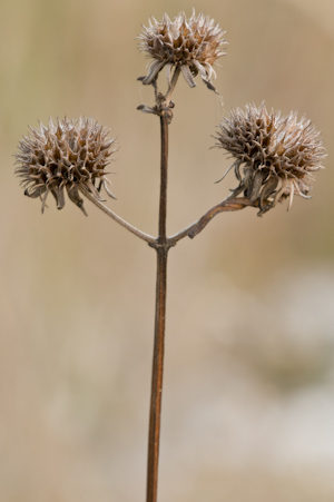 Hyptis alata