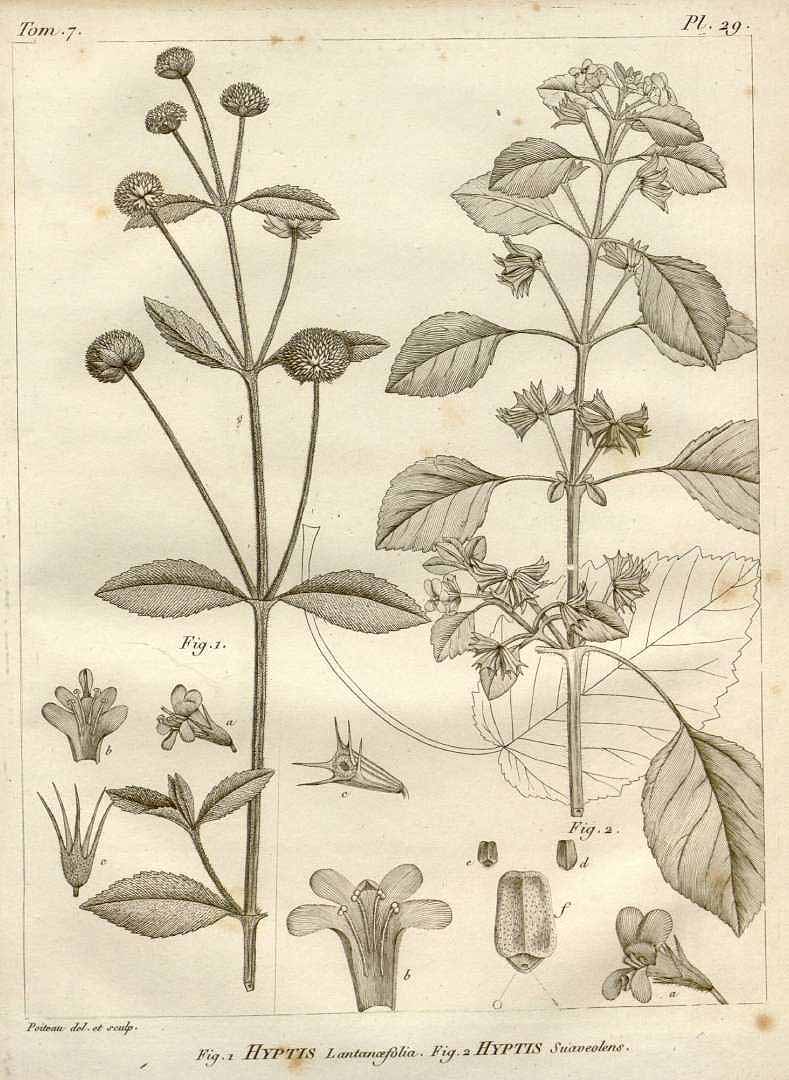 Hyptis lantanifolia