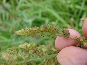 Hyptis pectinata