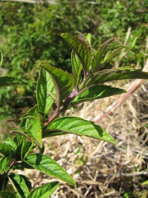 Hyptis verticillata