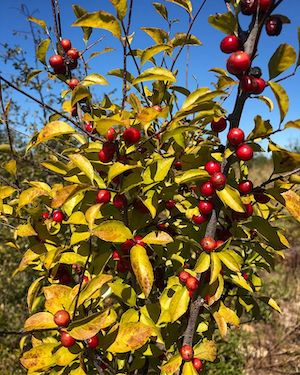 Ilex ambigua