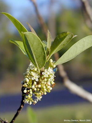 Ilex cassine