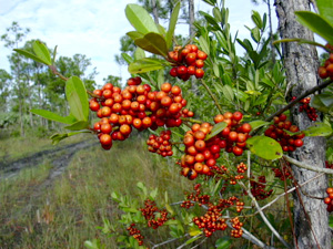 Ilex cassine