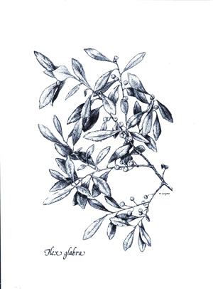 Ilex glabra