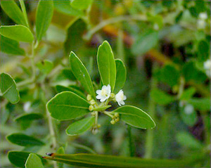 Ilex glabra