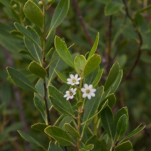 Ilex glabra