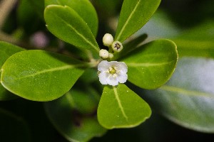 Ilex glabra