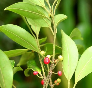 Ilex guianensis