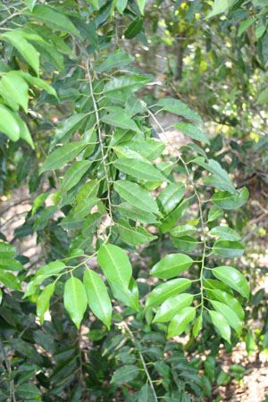 Ilex krugiana