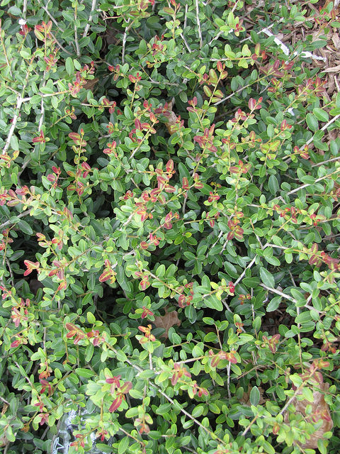 Ilex vomitoria