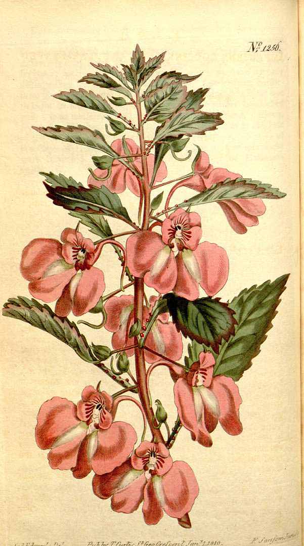 Impatiens balsamina