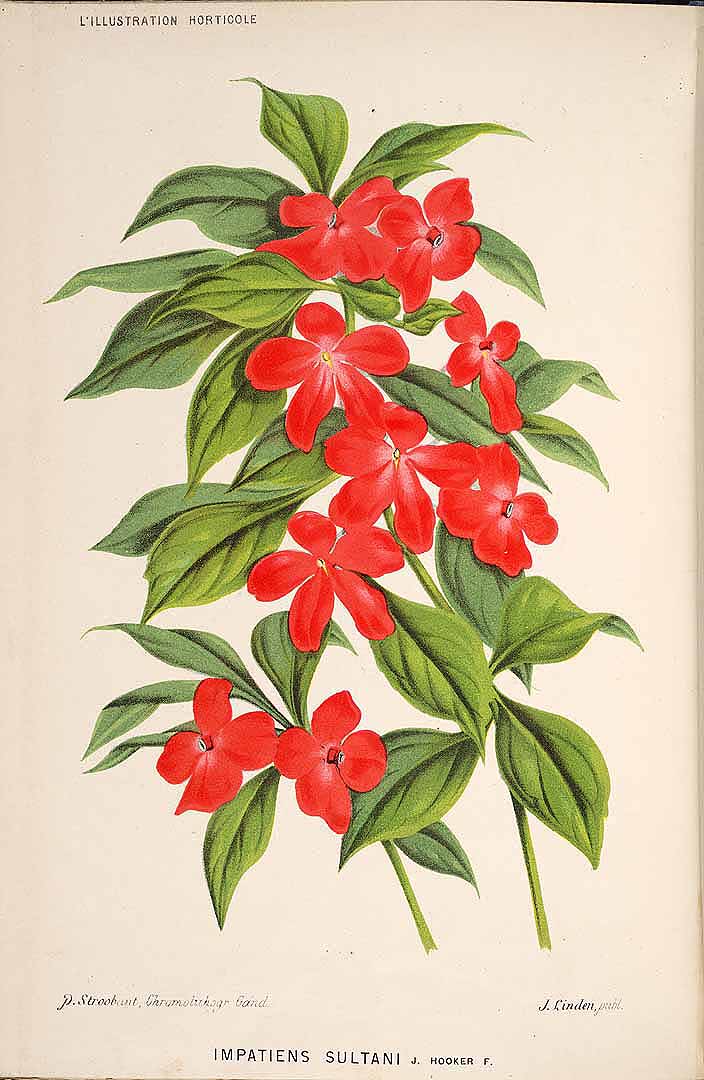 Impatiens walleriana