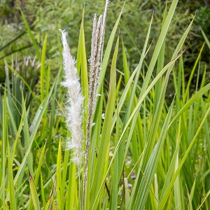 Imperata cylindrica