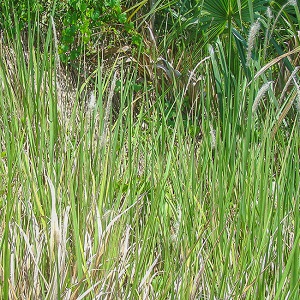 Imperata cylindrica