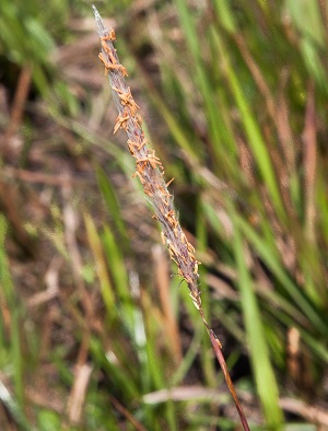 Imperata cylindrica