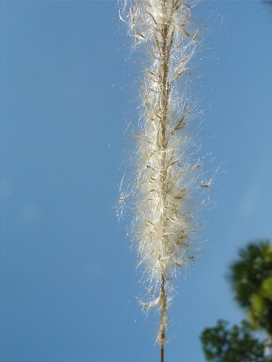 Imperata cylindrica