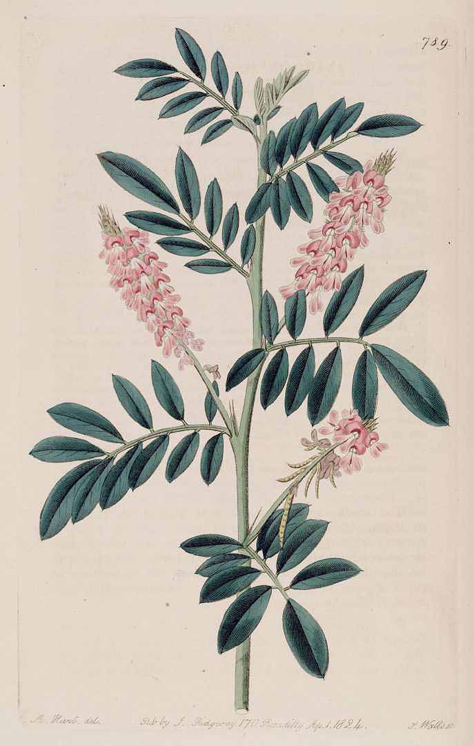 Indigofera hendecaphylla