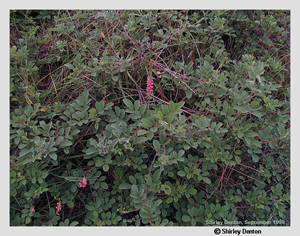 Indigofera hirsuta