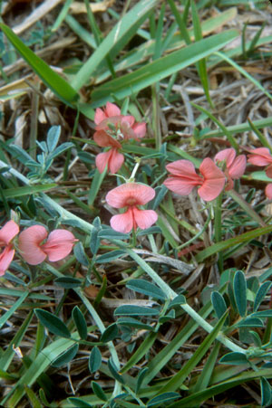 Indigofera miniata