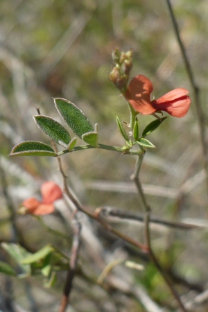 Indigofera mucronata