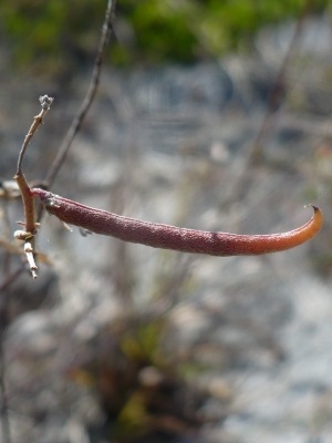 Indigofera mucronata