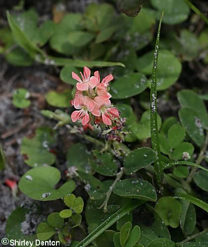 Indigofera spicata