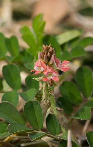 Indigofera spicata