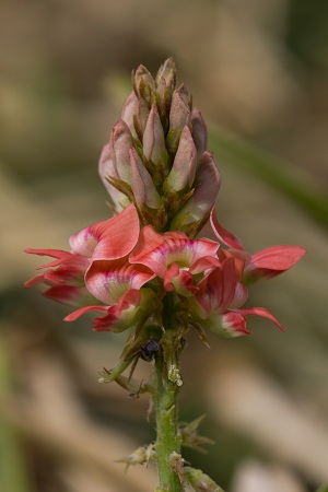 Indigofera spicata