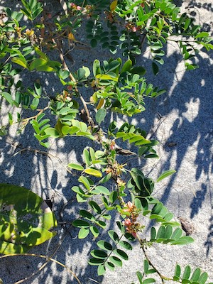 Indigofera suffruticosa