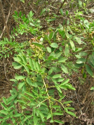 Indigofera suffruticosa